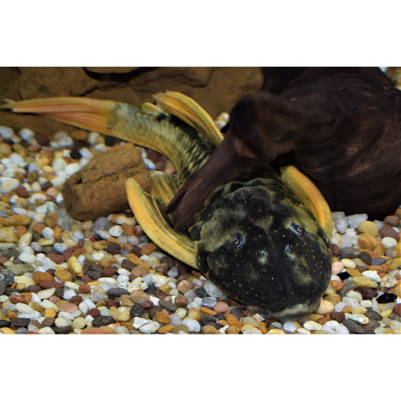 Luteus Pleco
