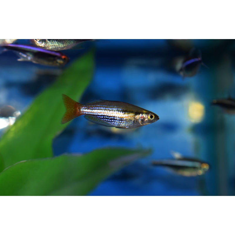 Macculochi Rainbow