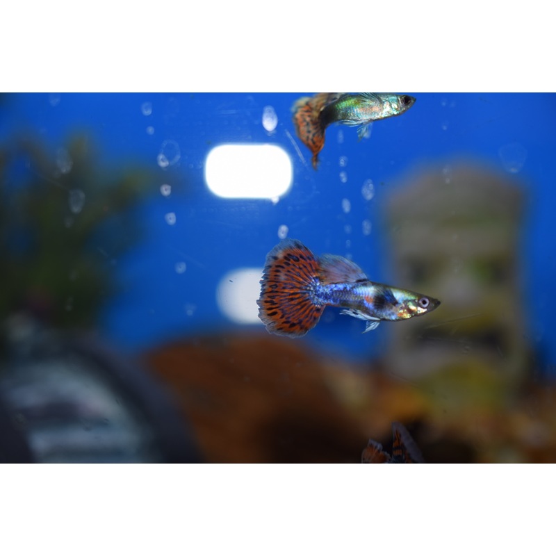 Male Dumbo Guppies