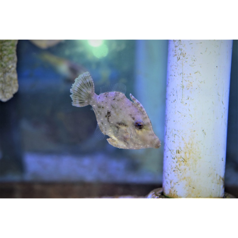 Matted Filefish