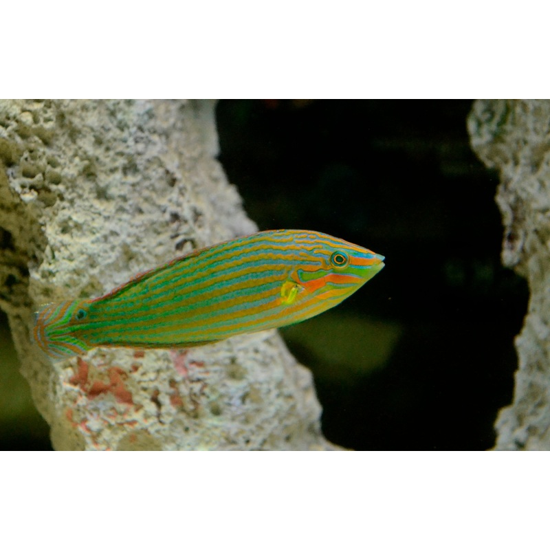 Melanurus Wrasse