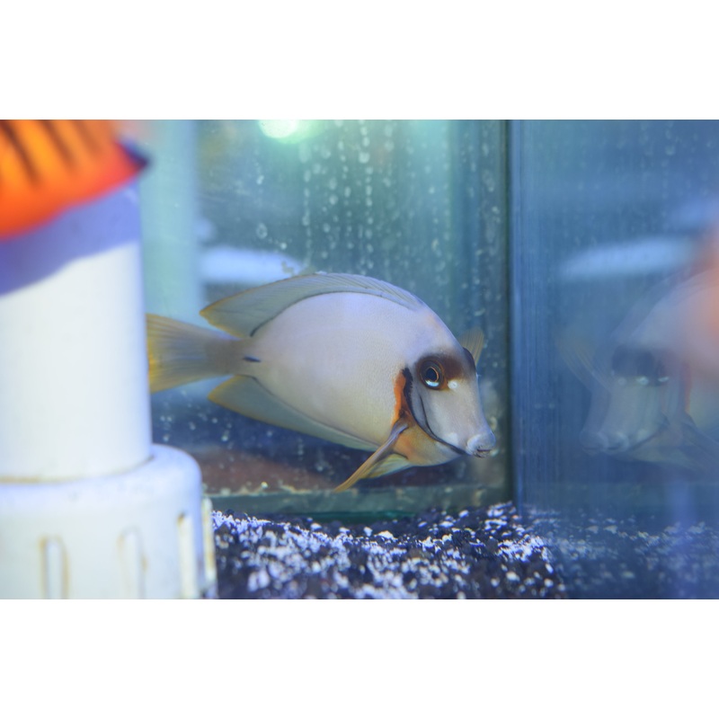 Mimic Tang