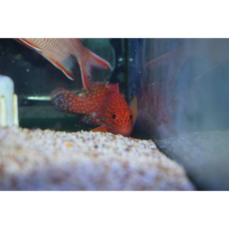 Miniatus Grouper