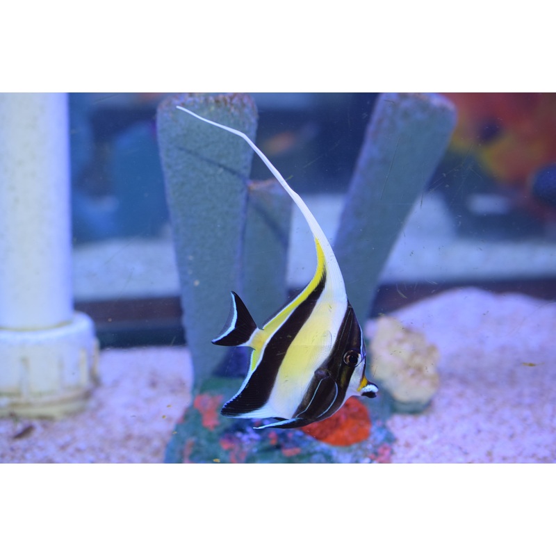 Moorish Idol