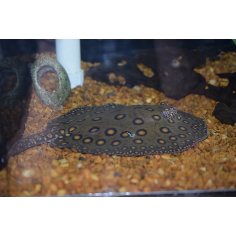 Motoro Stingray (Female)