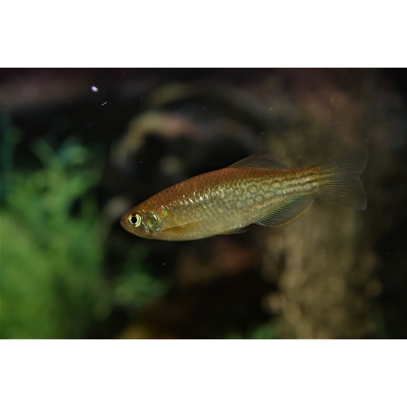 Moustache Danio