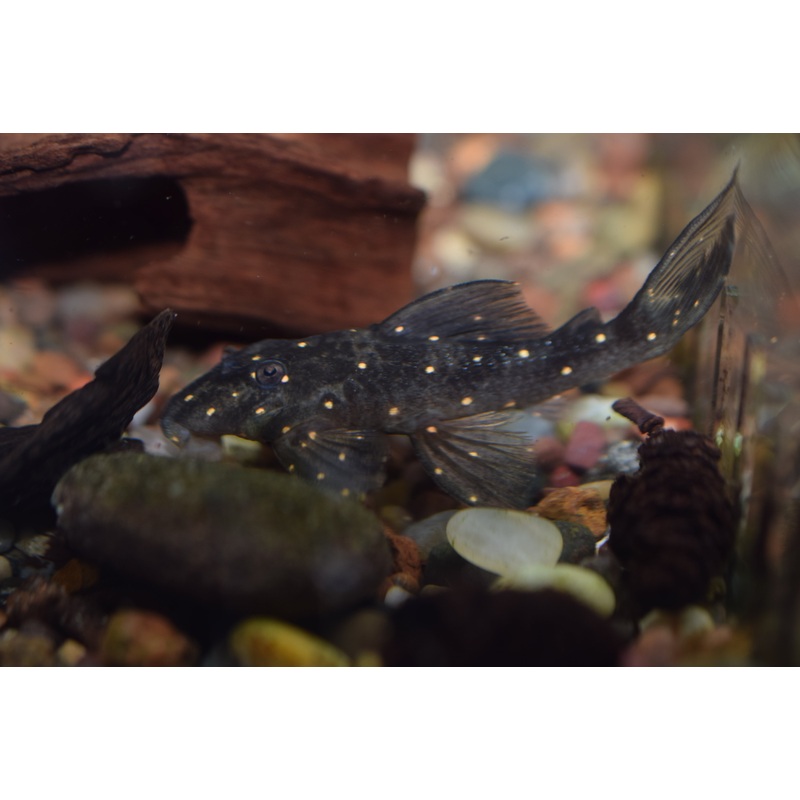 Mustard Spot Pleco (LDA-031)