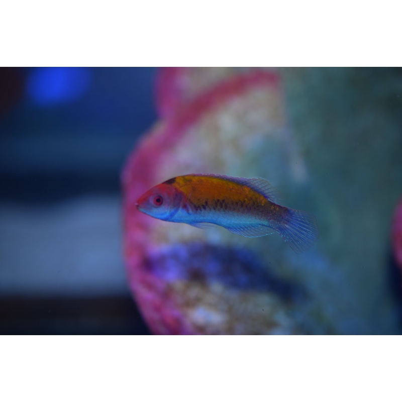 Orange Back Fairy Wrasse