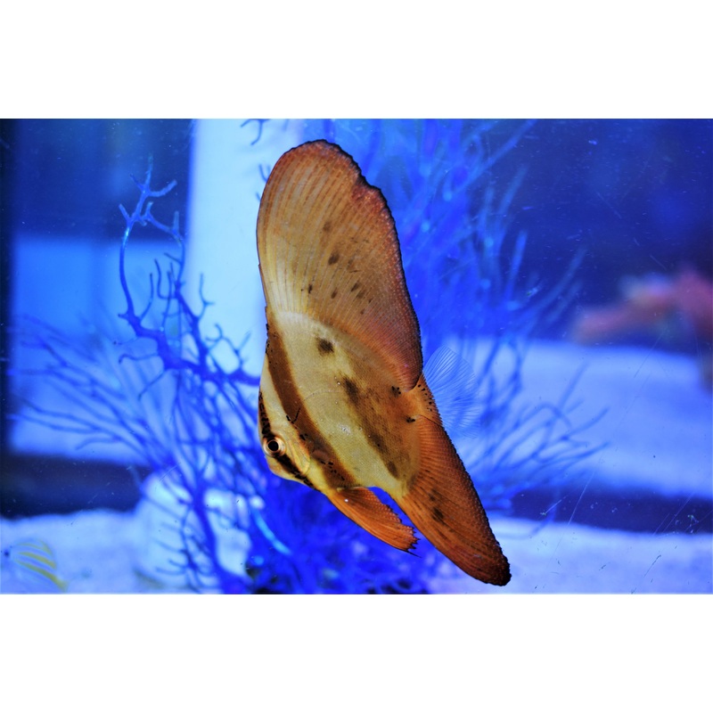 Orbic Bat Fish