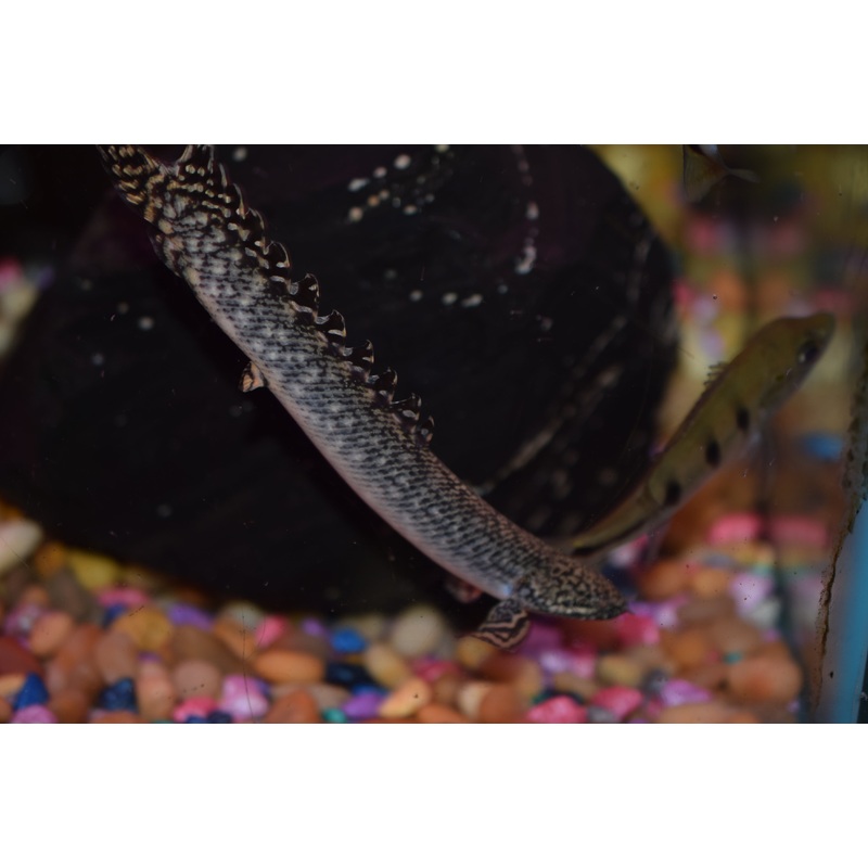 Ornate Polypterus (Bichir)