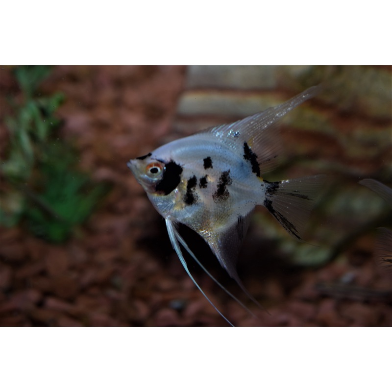 Panda Angel
