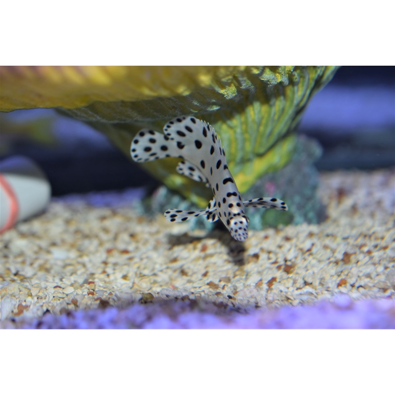 Panther Grouper