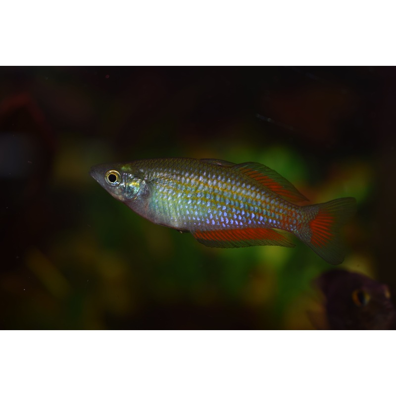 Parkinsoni Rainbow