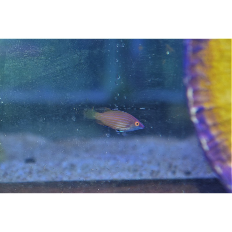 Pinkstreak Wrasse