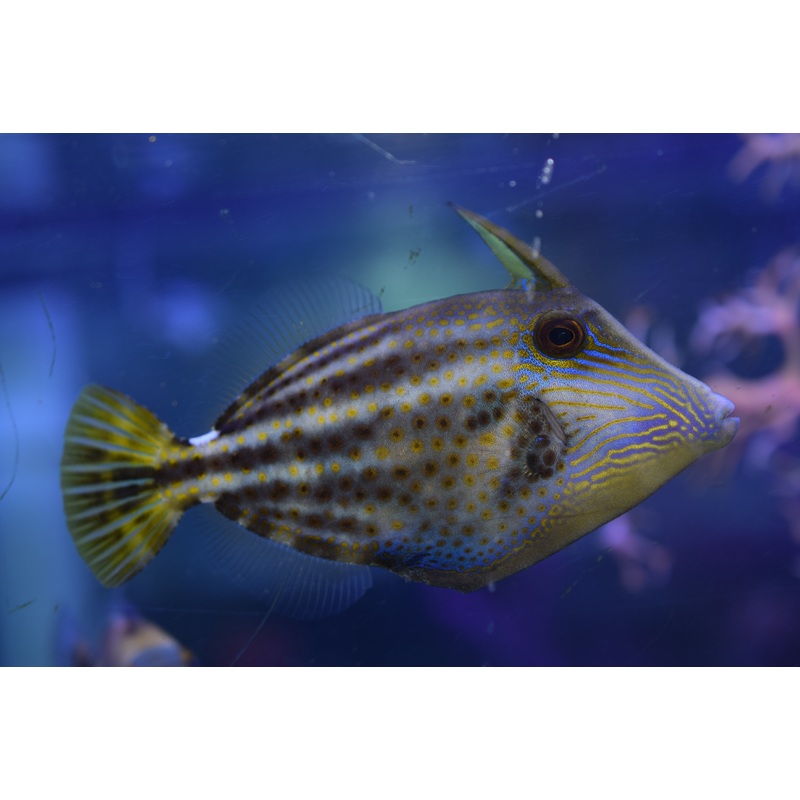 Pullus Filefish