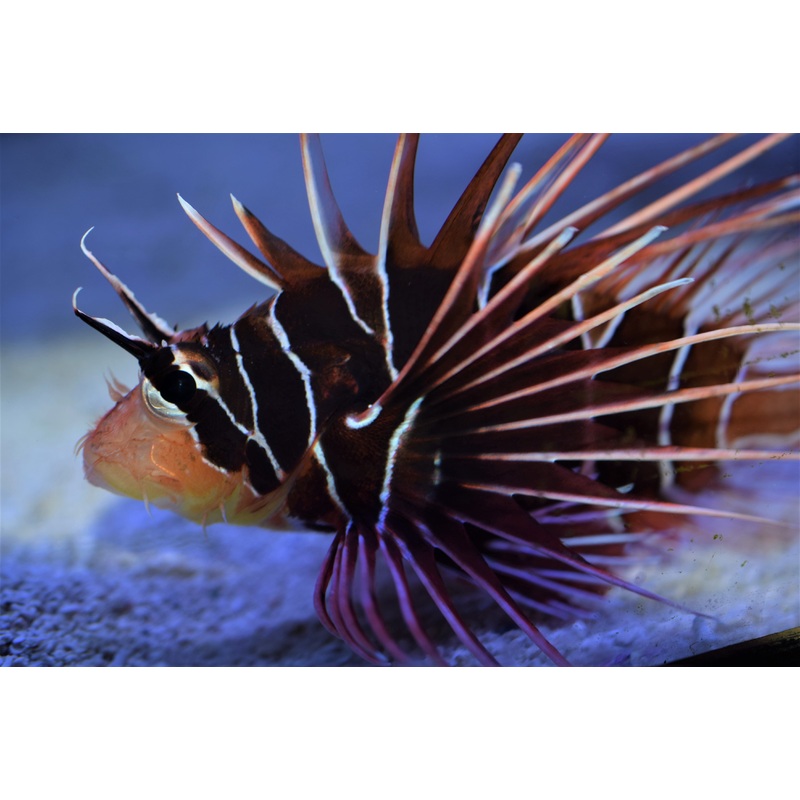 Radiata Lion Fish