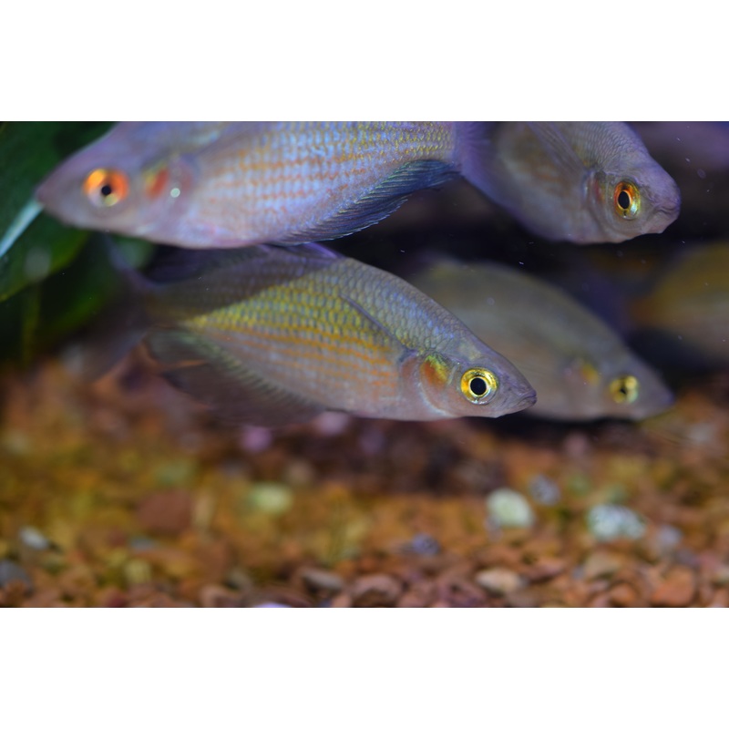 Red Dragon Rainbow