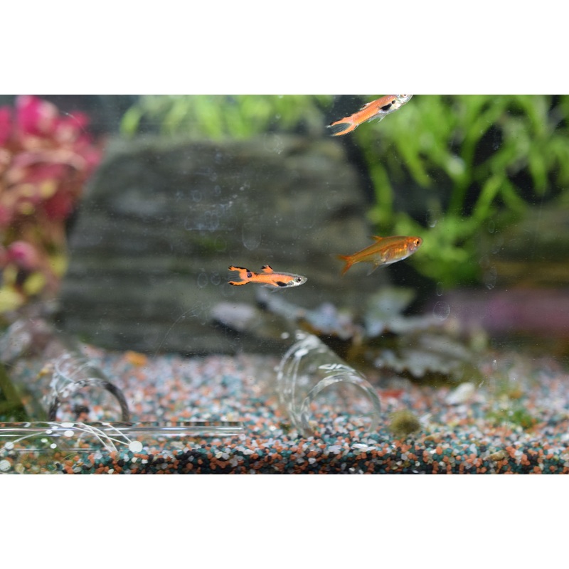 Red Magenta Endlers