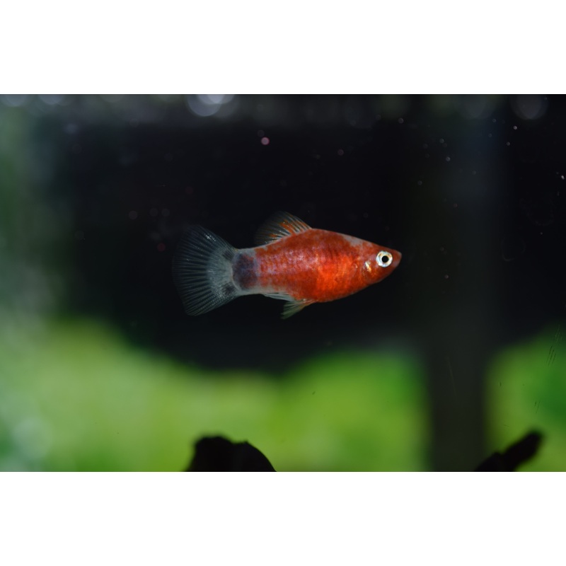Red Zebra Platy