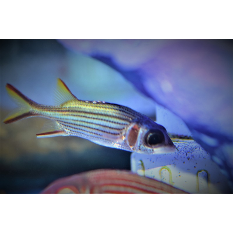 Reef Squirrelfish