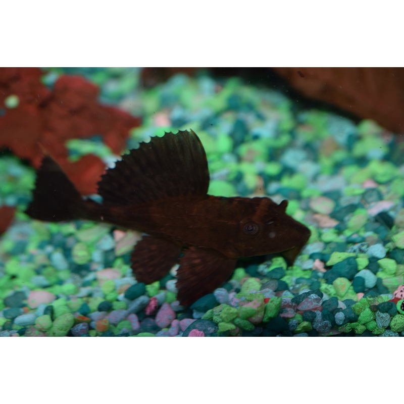 Rhino Pleco
