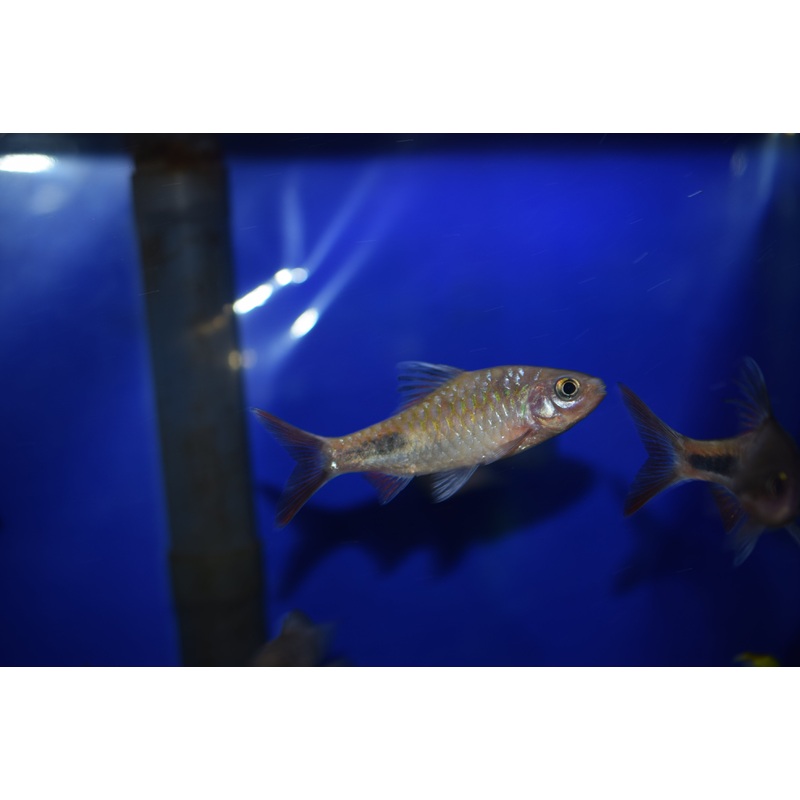 Rohani Teardrop Barb