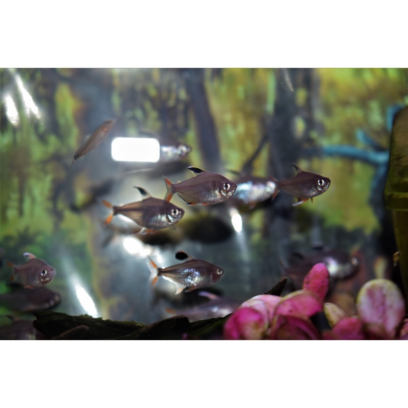 Rosey Tetra