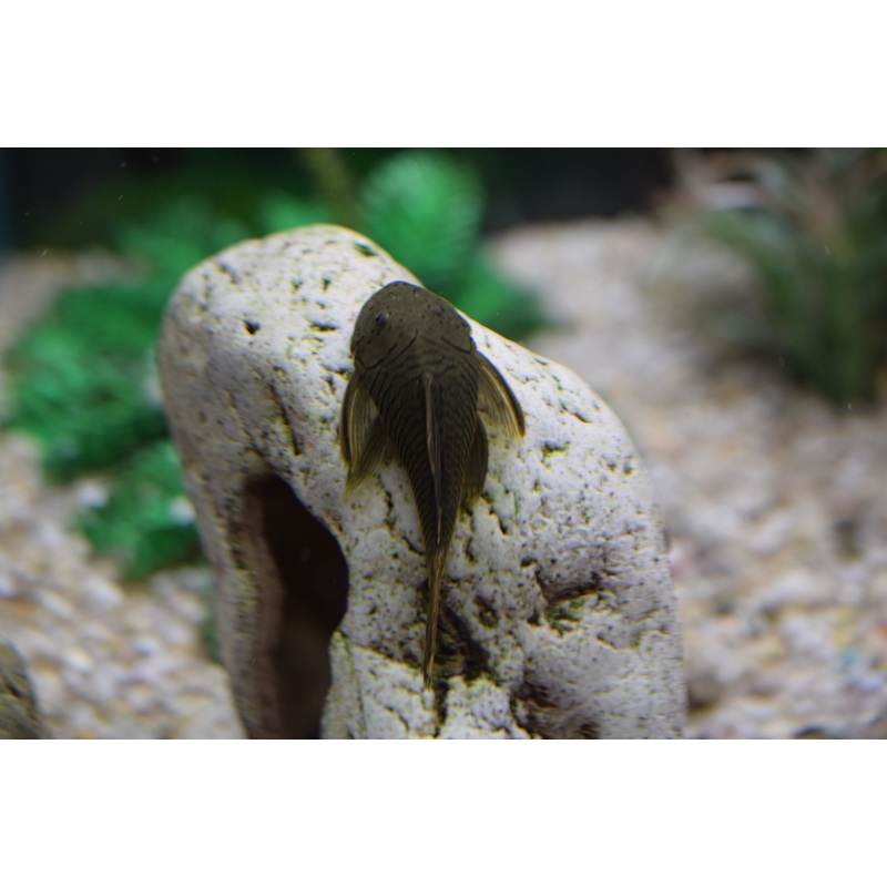 Rubber Pleco