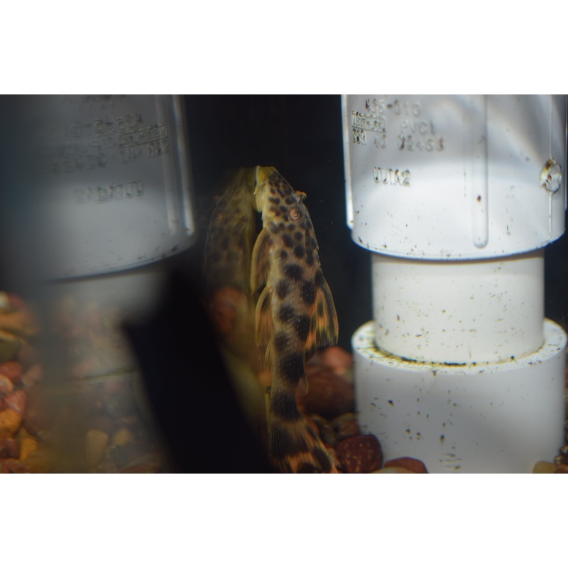 Sabaji Pleco (L-075)