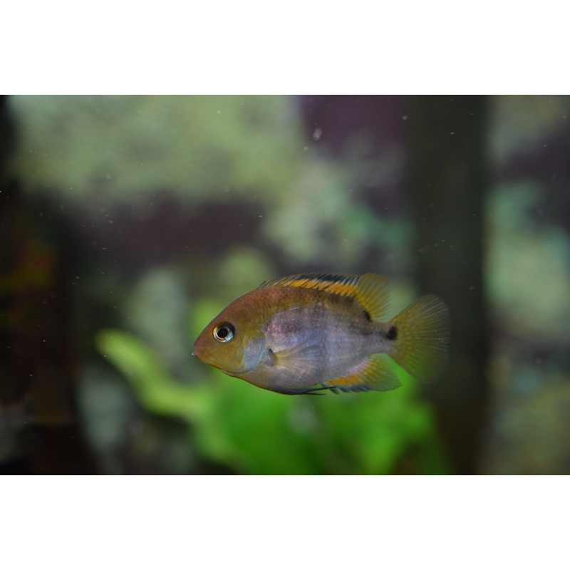 Sajica Cichlid