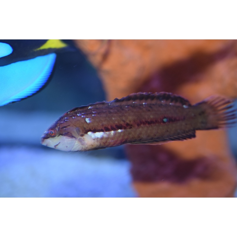 Sargassum Wrasse