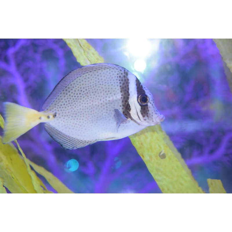 Sawtail Tang