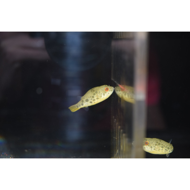 Schoutedeni Puffer