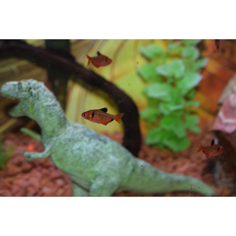 Serpae Tetra