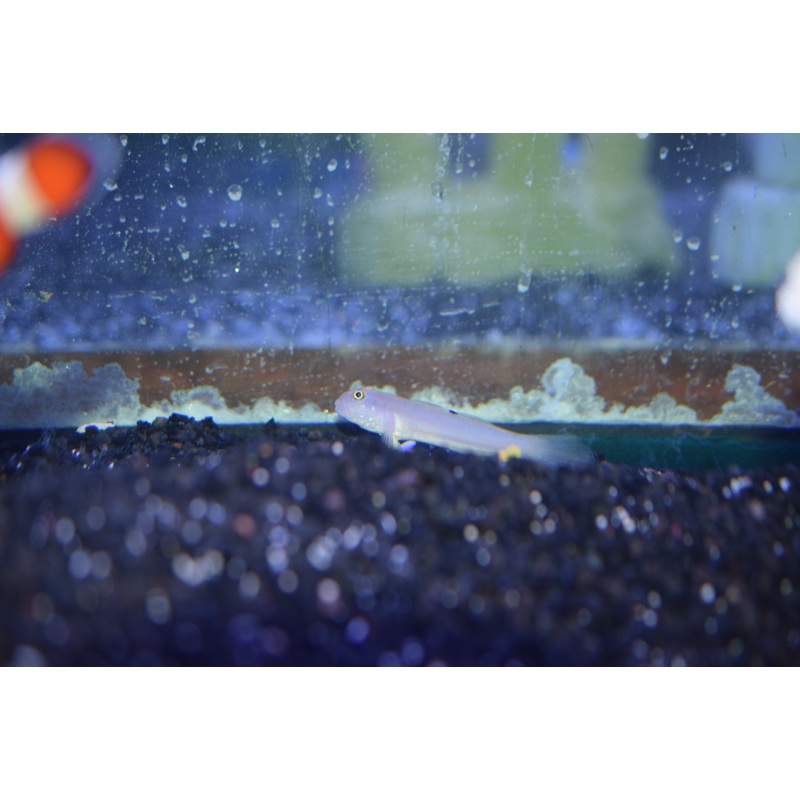 Six-Spot Sleeper Goby