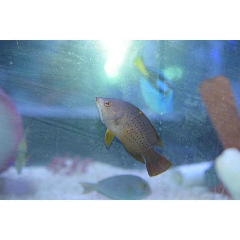 Slingjaw Wrasse