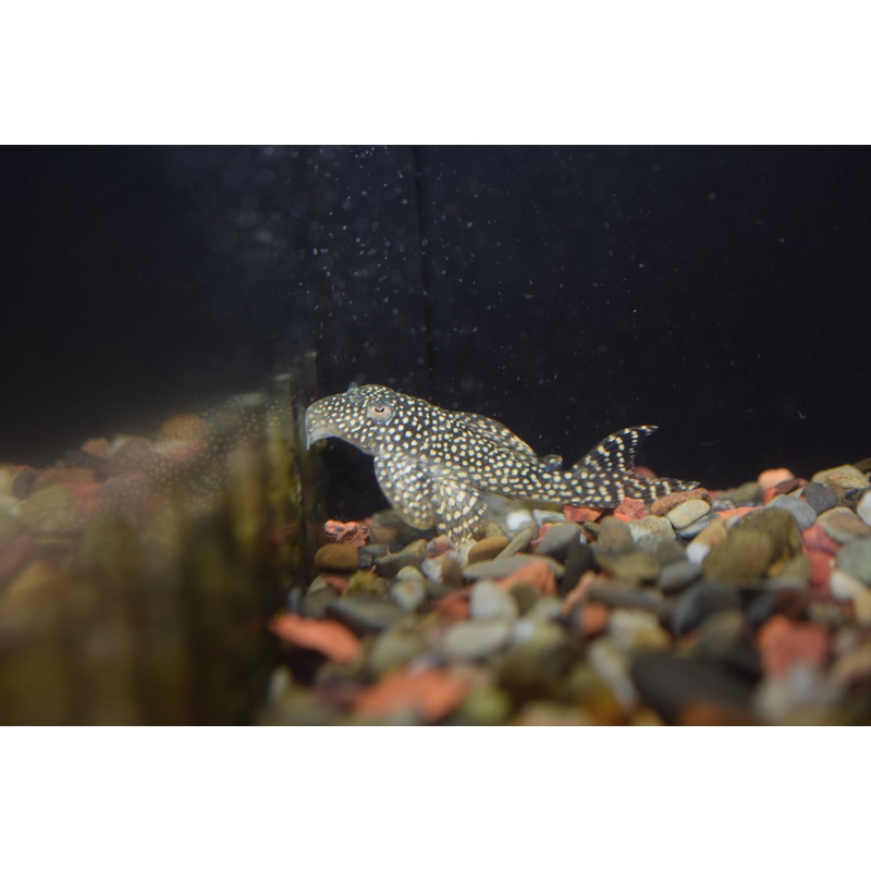 Stardust Pleco (L-262)