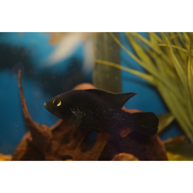 Starry Night Cichlid