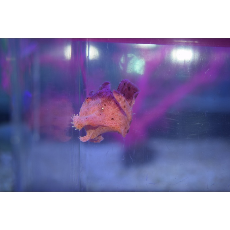 Super Red Angler