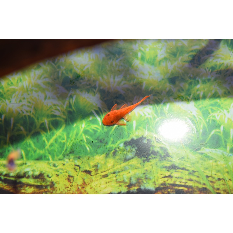 Super Red Bushynose