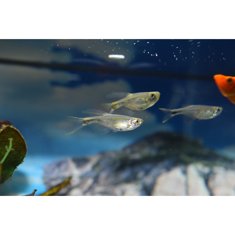 Swordtail Tetra