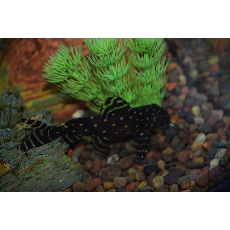 Synodontis angellicus
