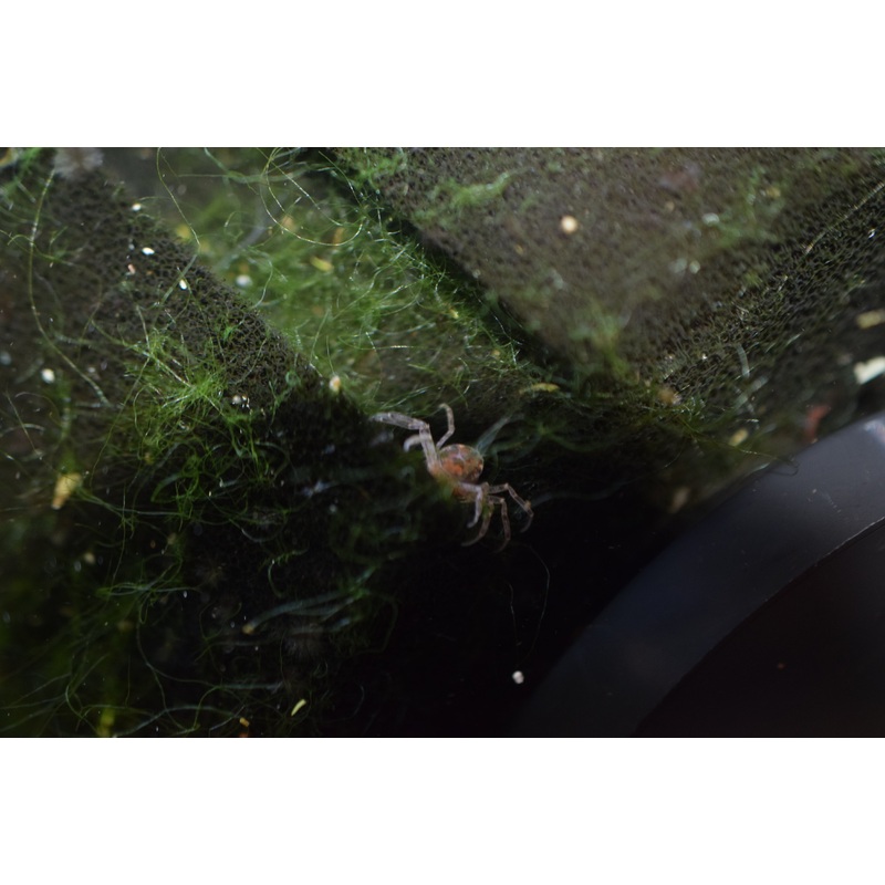 Thai Micro Crabs