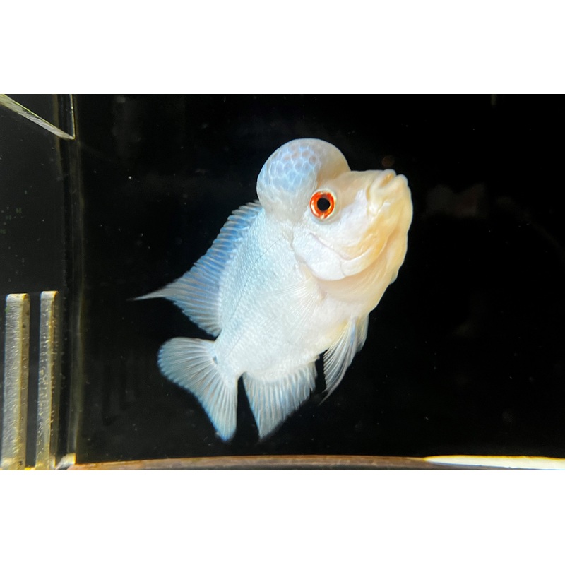 Thai Silk Flowerhorn (Male)