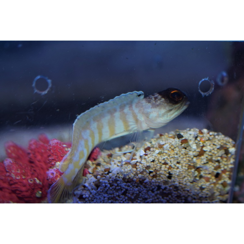 Tiger Jawfish