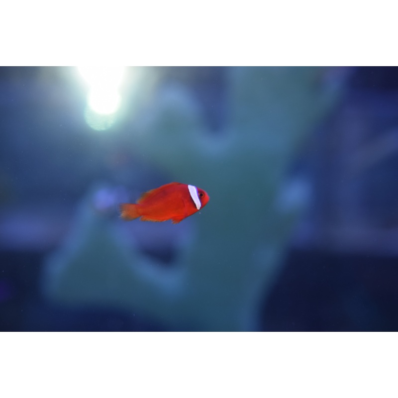 Tomato Clownfish