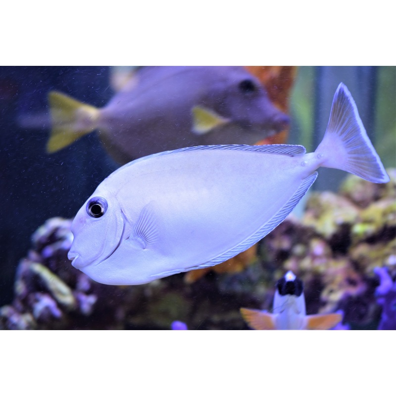 Tonganus Tang