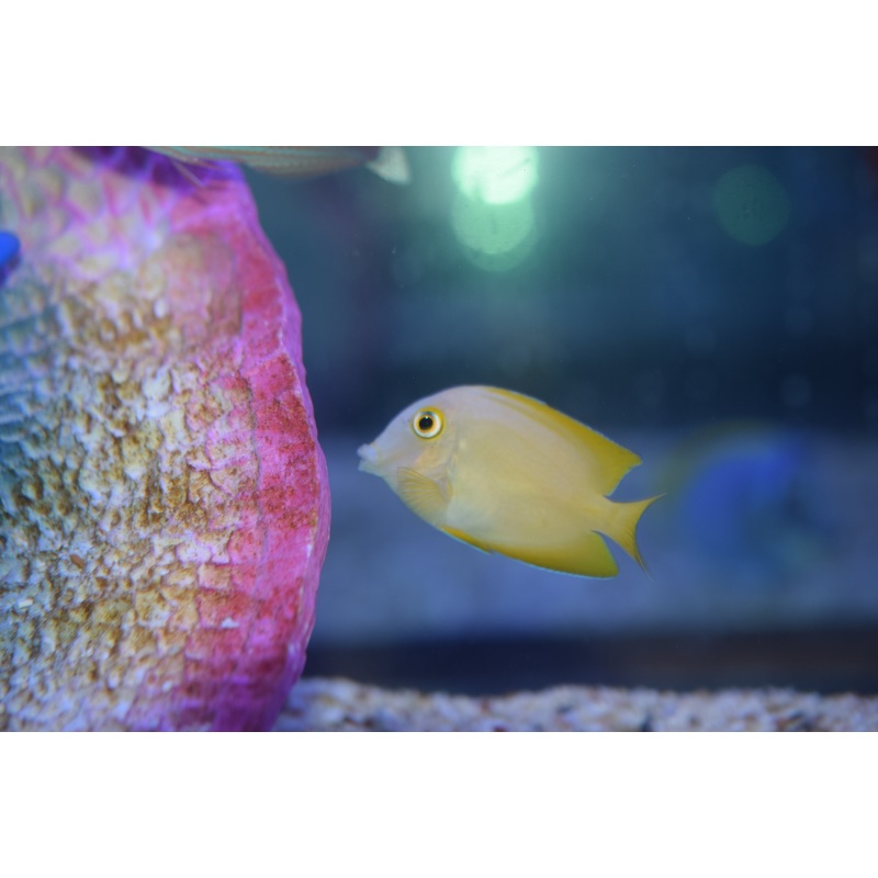 Truncatus Tang