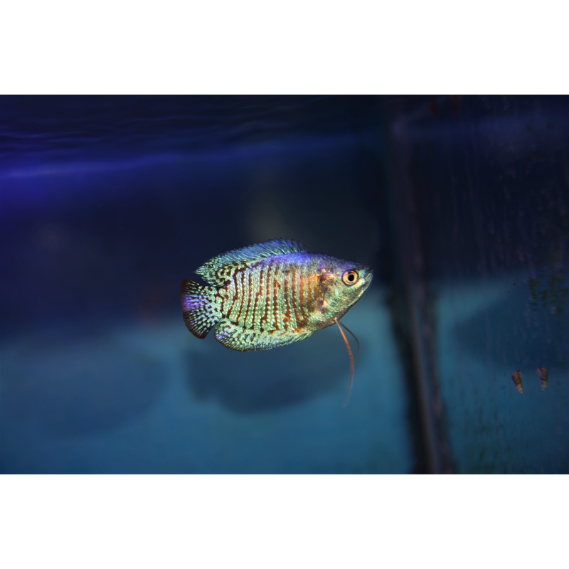 Turquoise Dwarf Gourami