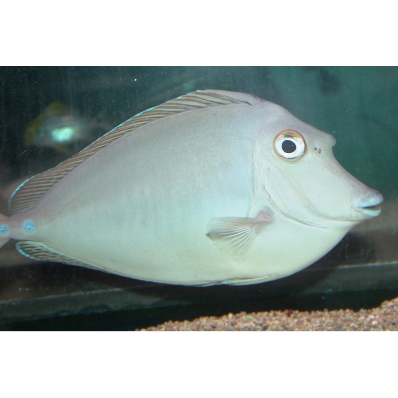Unicorn Tang